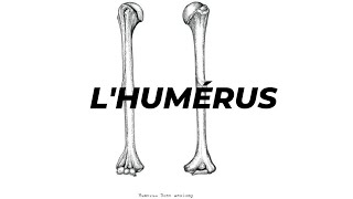 LHUMERUS [upl. by Ragucci]