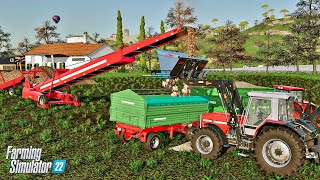 ROZDRABNIANIE BURAKÓW  37 Haut Beyleron  Farming Simulator 22 [upl. by Garrot650]