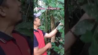 MENGENAL JENIS POHON SIMPOTIR Macaranga lowii [upl. by Nyltak]