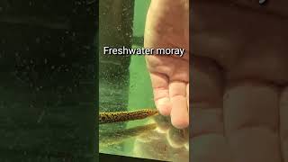 Gymnothorax polyuranodon aka freshwater moray [upl. by Ailimaj]