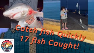 Navarre Beach Pier Night Fishing17 Fish CaughtBlack Tip Shark Ocean Cat Fishing [upl. by Smith]