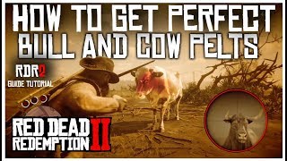 HOW TO FIND PRISTINE COWS AND BULLS PERFECT PELTS  RED DEAD REDEMPTION 2  GUIDE TUTORIAL [upl. by Telocin]