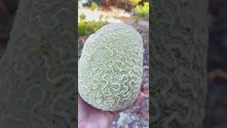 What Is the Brain Coral facts [upl. by Ultun]