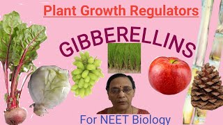 Plant Growth Regulators  Gibberellins [upl. by Ricca]