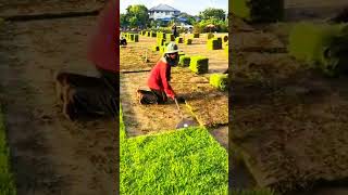 See how green grass is harvested ujjal trending sorts science 👃👃 [upl. by Etterraj245]