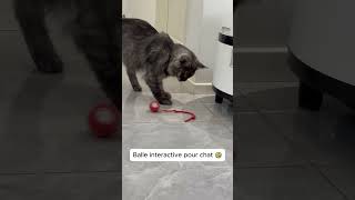 Balle interactive pour occuper vos chats [upl. by Itraa931]