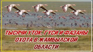 ТЫСЯЧИ УТОК И ГУСИ ОХОТА НА ФАЗАНА И УТКУ В ЖАМБЫЛСКОЙ ОБЛАСТИ Мерке Озеро Аспара Охота с легавыми [upl. by Hewie]