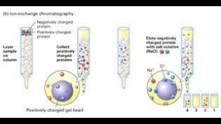 Protein Purification Techniques [upl. by Norym]