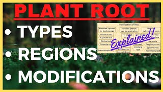 Plant Roots Tap Root Fibrous Root System Modifications Differences  Regions of Plant Root Biology [upl. by Yelkrab]