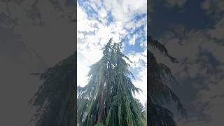 Nootka Cypress [upl. by Gaudet]