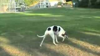 3 legged greyhoundDuchess plays with Patrick [upl. by Hallam]