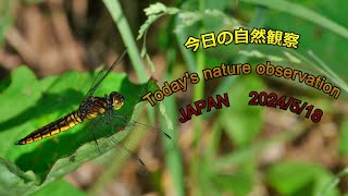 今日の自然観察 Todays nature observation JAPAN 2024518 [upl. by Ocnarf]