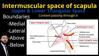 Intermuscular space of scapular Region l Upper and Lower Triangular Spaces l Boundaries l Content [upl. by Scandura26]