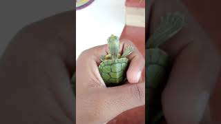 Part 1RED EARED SLIDER TURTLE 🐢💙journey sliderturtleredearedsingapuriturtle [upl. by Mary167]