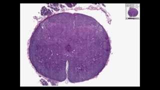 Histologia Humana  Medula Espinhal [upl. by Nivonod]