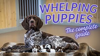 Complete Guide To Whelping A Litter Of Puppies [upl. by Nauh]