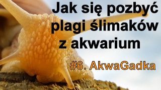 Jak się pozbyć plagi ślimaków z akwarium 6 AkwaGadka [upl. by Cammy]