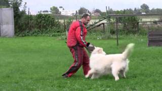 Firepool Otsotraining of defenceWhite Swiss Shepherd [upl. by Einaj715]