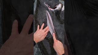 How to fillet a GIANT HALIBUT spearfishing halibut [upl. by Pat]