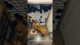 Narcotics dog puppy training Malinois at Czechmate Kennels [upl. by Reitrac]