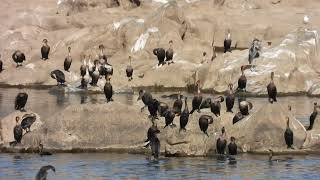 Cormorants at Conowingo Dam [upl. by Nirek883]