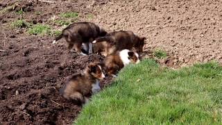 Sheltie Puppies for Sale [upl. by Dralliw]