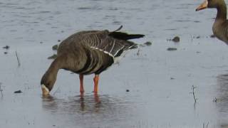 Greater Whitefronted Goose Anser albifrons Feeding on Grasses [upl. by Dorelle]