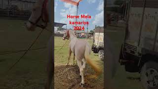 horse mela kuwariya 2024 [upl. by Stiles]