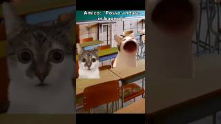 Gatto scuola shorts catmemes gatto memes [upl. by Suidaht]