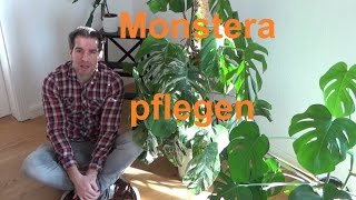 Monstera deliciosa Pflege Monstera deliciosa Variegata pflegen gießen Standort Düngen Fensterblatt [upl. by Miculek]