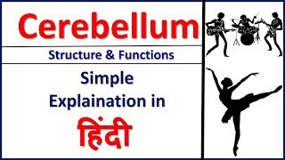 Cerebellum Structure amp Function in Hindi Bhushan Science [upl. by Neelasor]