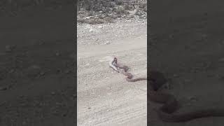 quotRed Racerquot aka Coachwhip eating a Diamondback Rattlesnake [upl. by Nosiaj]