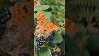 A Comma butterfly 7spot Ladybird Dock Bug and Greenbottle feeding on blackberries [upl. by Ereynihc]