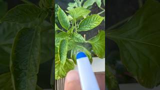 DIY Plant Bug Spray  Olive Oil and Dish Soap  creative explained [upl. by Daggna]