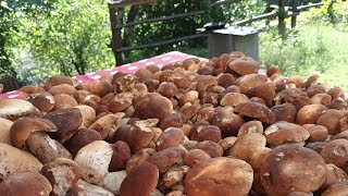 Bellissimi funghi porcini raccolti nel parco dei cento laghi  settembre 2024 [upl. by Haim133]