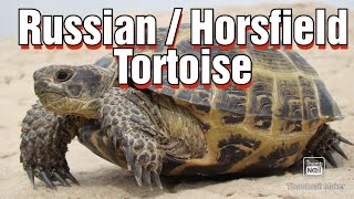 Russian Tortoise Care Horsfield Tortoise Care How to care for your Tortoise [upl. by Barstow]