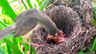 Both barwinged prinia birds feed on unborn baby food [upl. by Lamoree]