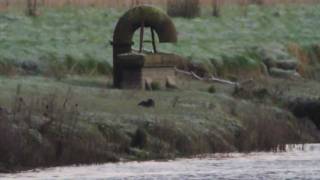 Otter Neath River 14Jan12 [upl. by Haeckel]