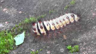 Taturana Megalopyge lanata [upl. by Creighton]