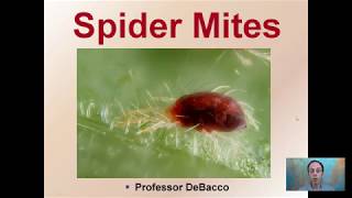 Spider Mites [upl. by Waddle]