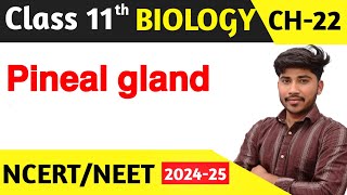 PINEAL GLAND  Chemical control and coordination  NEET 2025  explained in 5 minutes [upl. by Jaylene]