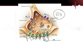 Neurons Part 5  Benzodiazepine and Novocain Mechanisms and side effects Myelin Sheath Function [upl. by Budwig]