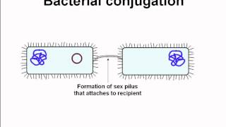 conjugation among bacteria [upl. by Digdirb598]