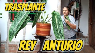 TRASPLANTE del Rey ANTURIO  Anthurium Veitchii  Anturio esqueleto [upl. by Jeromy]