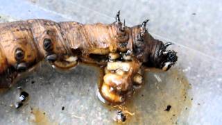 Tachinid maggots consume sphingid caterpillar 2 [upl. by Honora]