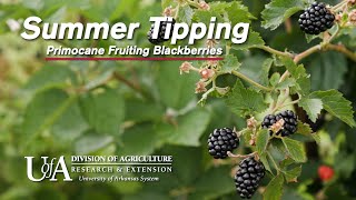 Summer Tipping  How to Prune Primocane Fruiting Blackberries [upl. by Aiciram]