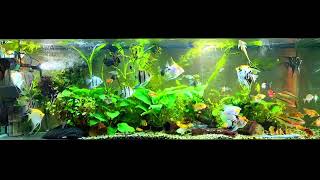 angelfish and whiptail catfish community aquarium [upl. by Jaynell370]