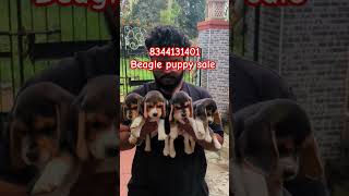 Beagle puppy sale in Tamilnadu Kerala Karnataka mysore Bangalore shimoga hyderabad chennai theni [upl. by Odnavres]