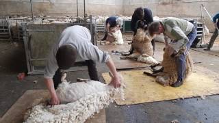 Fernhill FarmMendips Blade Shearing Gang [upl. by Akceber]