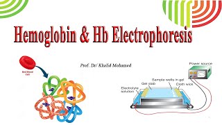 Hemoglobin amp Hb Electrophoresis [upl. by Aroved188]